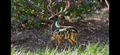 Forest deer with custom mountain range